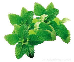 planta-toronjil-300x250